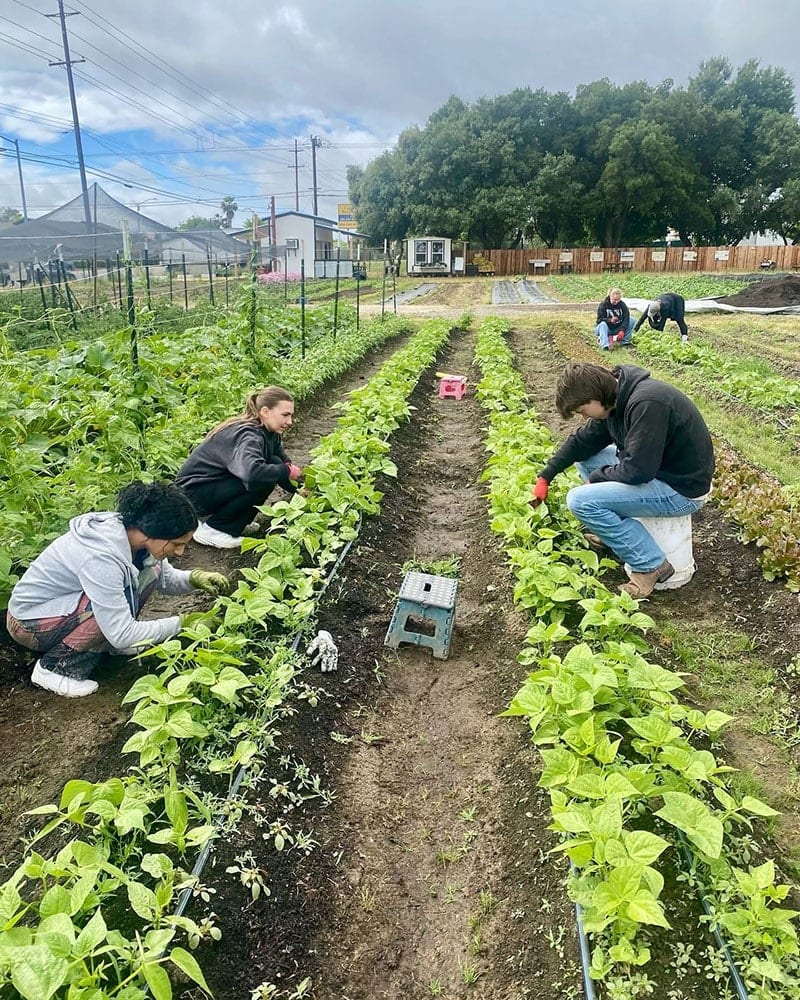  Community Volunteering